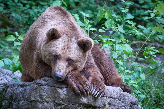 Braunbär