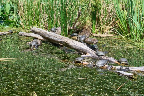 Europäische Sumpfschildkröte