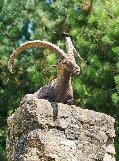 Steinbock