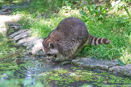 Waschbär