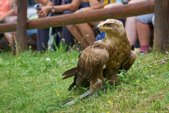 Seeadler