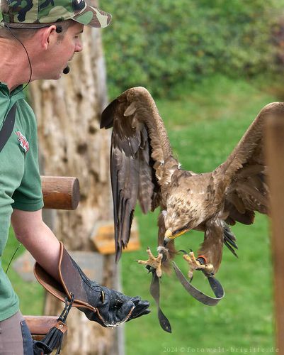 Seeadler