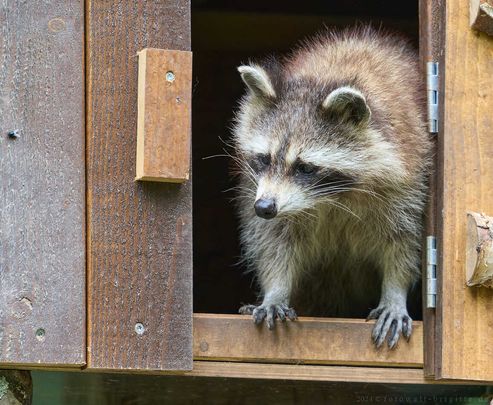 Waschbär