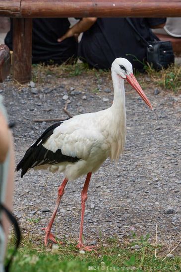 Storch