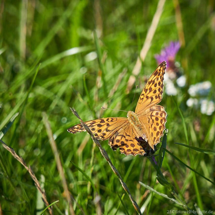 Schmetterling im Gras