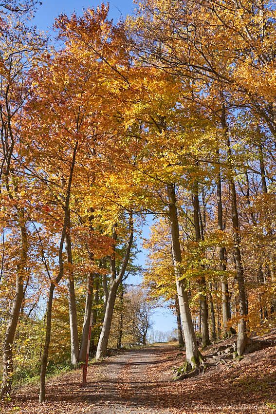 Herbst in Löwenstein