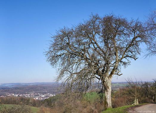 Blick Richtung Neckarburken